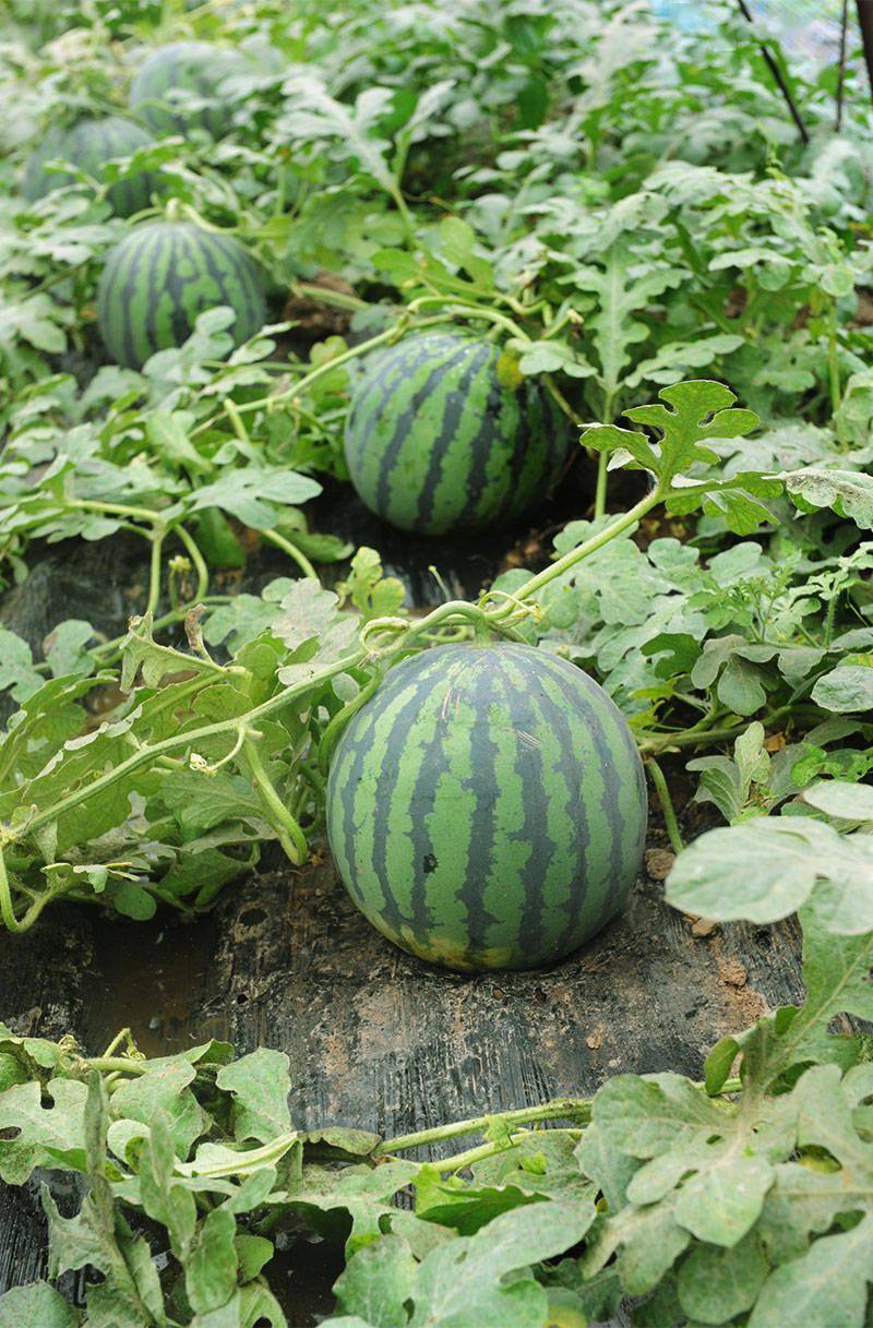 早春西瓜种什么品种好这款好种又好吃的新品种千万别错过啦