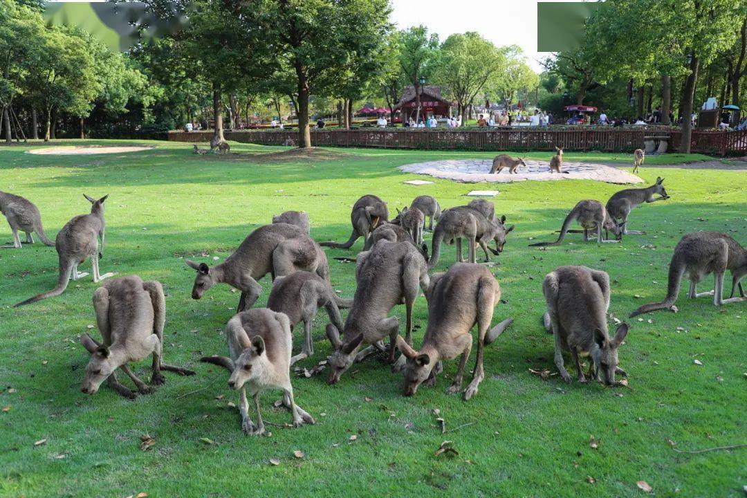 动物大家族"团圆"的样子,你羡慕吗?