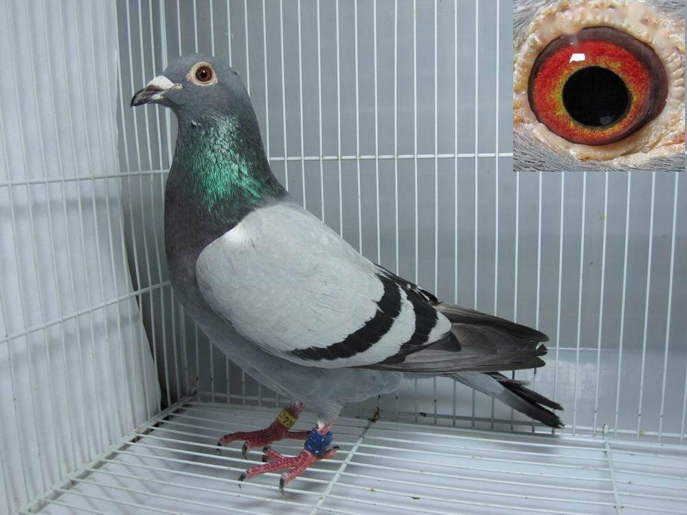 要让赛鸽快速恢复体能可以怎么去做