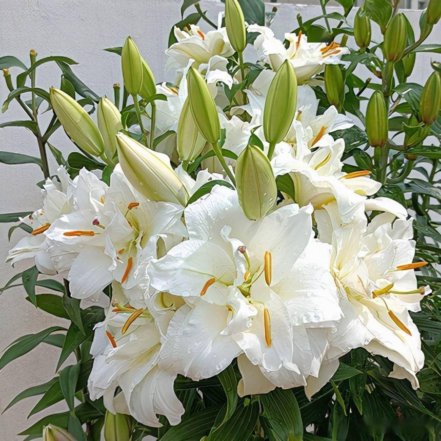 世界著名的日本花卉—天香百合