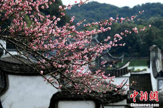 历史|福州千年古刹梅花盛开迎客来