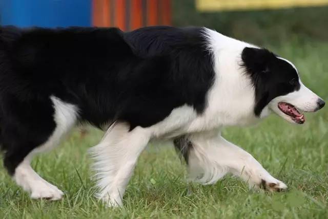 邊牧專欄丨這樣可以讓邊境牧羊犬活得更長壽