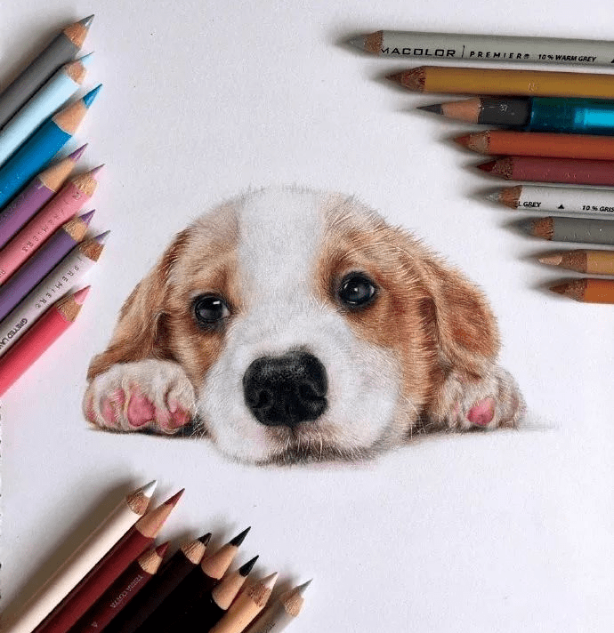 可爱的小狗彩铅步骤图!_权益_来源_网络