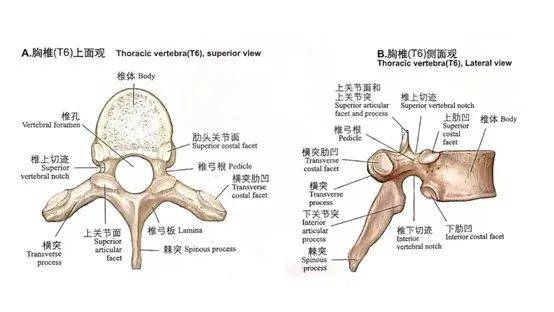 胸外科手術區域阻滯(一)_胸椎_麻醉_椎間隙