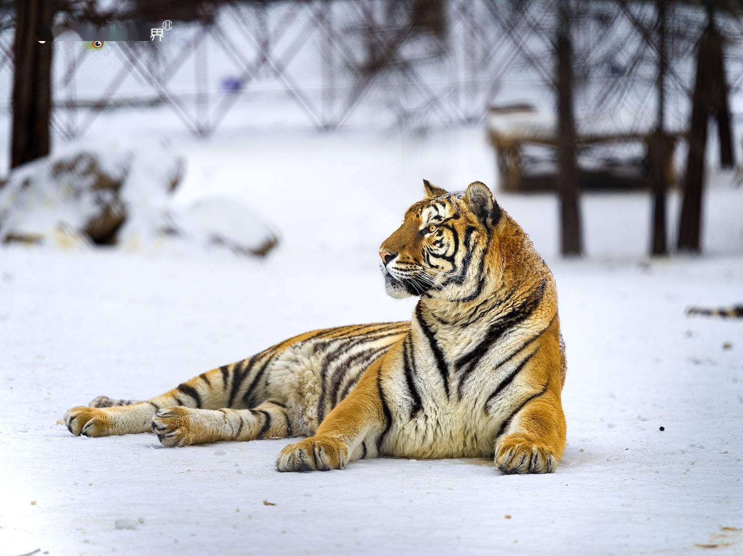 感受600只超级"大猫"的虎威 虎年走进中国虎乡_老虎_东北虎_横道河子