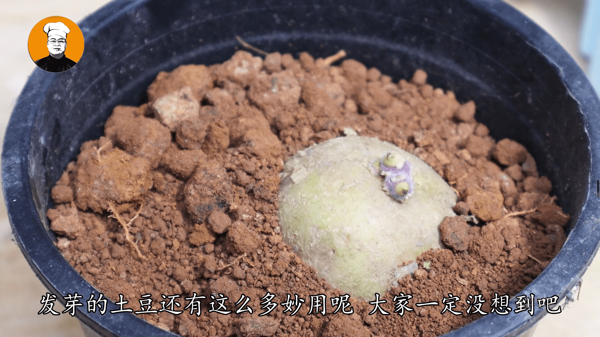 发芽土豆别扔掉了教你这3个妙用能省很多钱学会快去试试