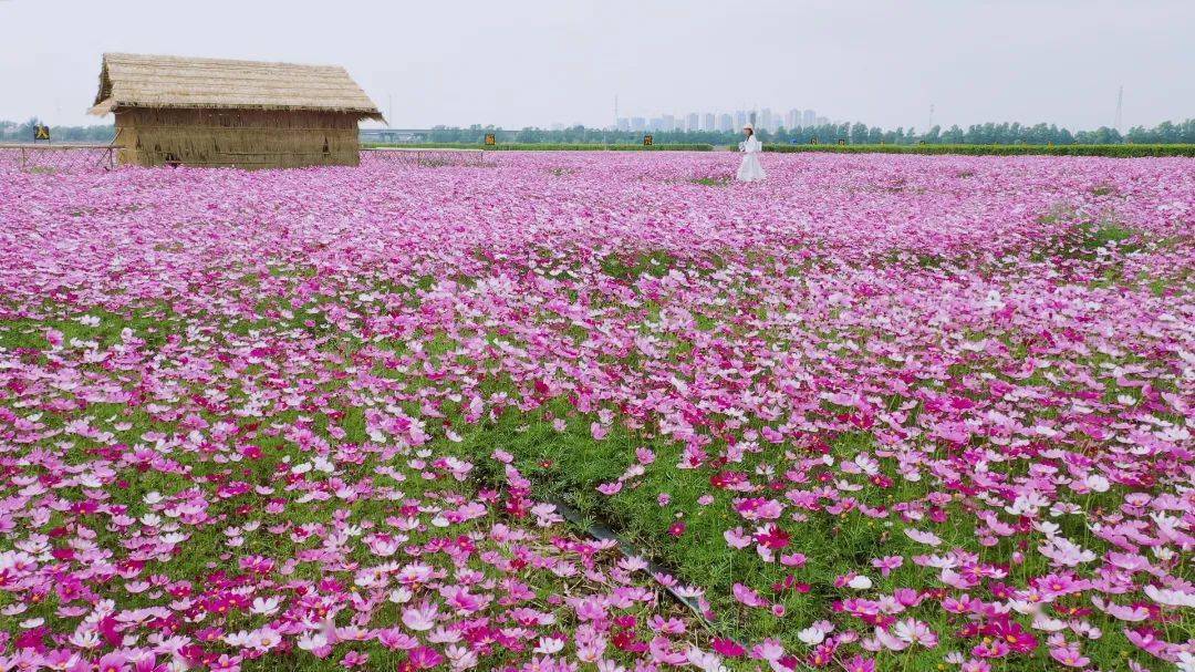 珠海格桑花海图片