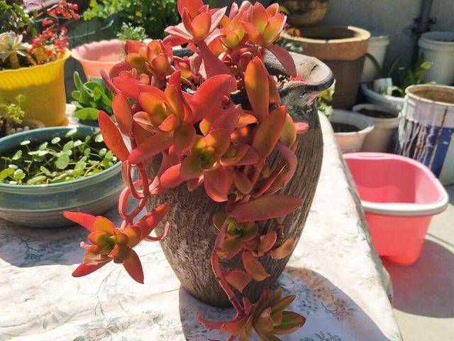 多肉怎么上色视频 244339dbd0944e22b1ae7eae2ca9869b.jpeg