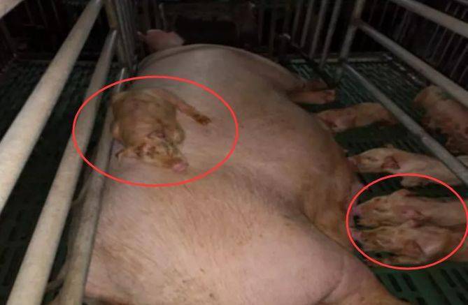 母猪奶水不足的危害远超过你的认知如何低成本解决