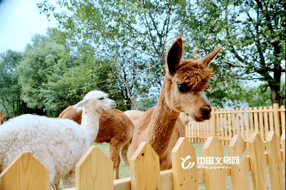 义乌_大道_和平公园