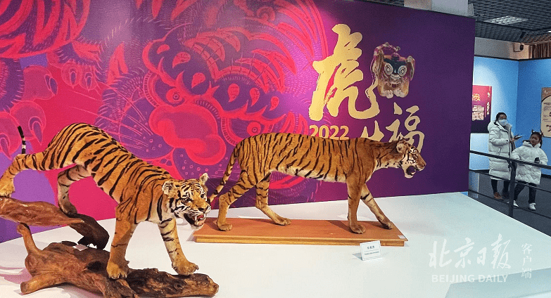 虎年看虎！北京自然博物馆开新展，珍贵华南虎标本亮相