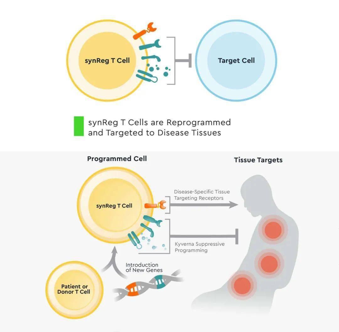 速递cart和cartreg疗法治疗自身免疫性疾病新锐获8500万美元助力