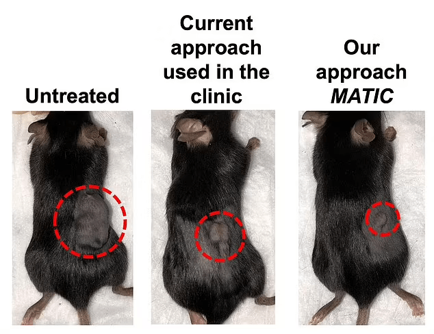 实验|新“免疫疗法”治疗癌症一针见效：小鼠巨大肿瘤几乎完全消失