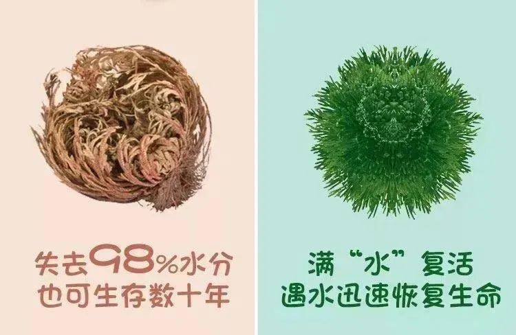 植物皮肤再干，用这款面膜20分钟，就够了！