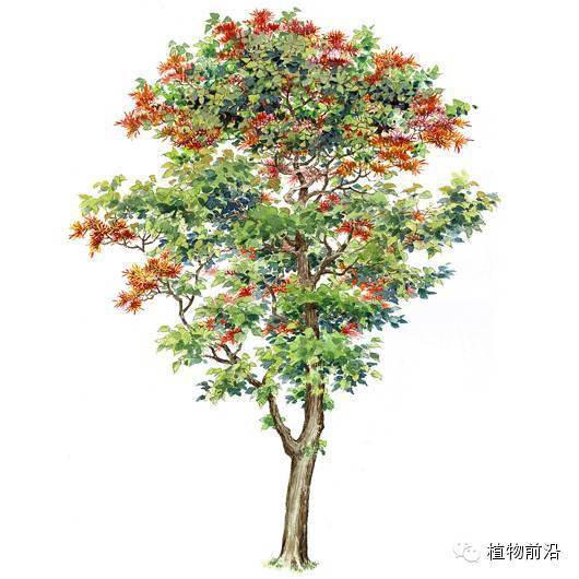 快来认树101种带名字的手绘植物立面图