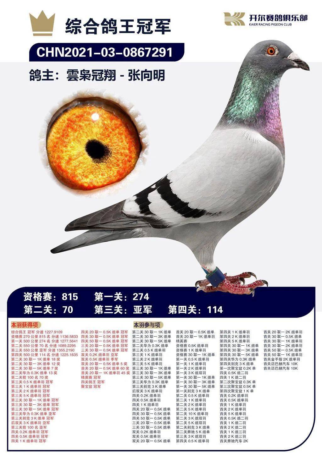 稳中有速一起来瞧瞧协会俱乐部这些鸽王冠军