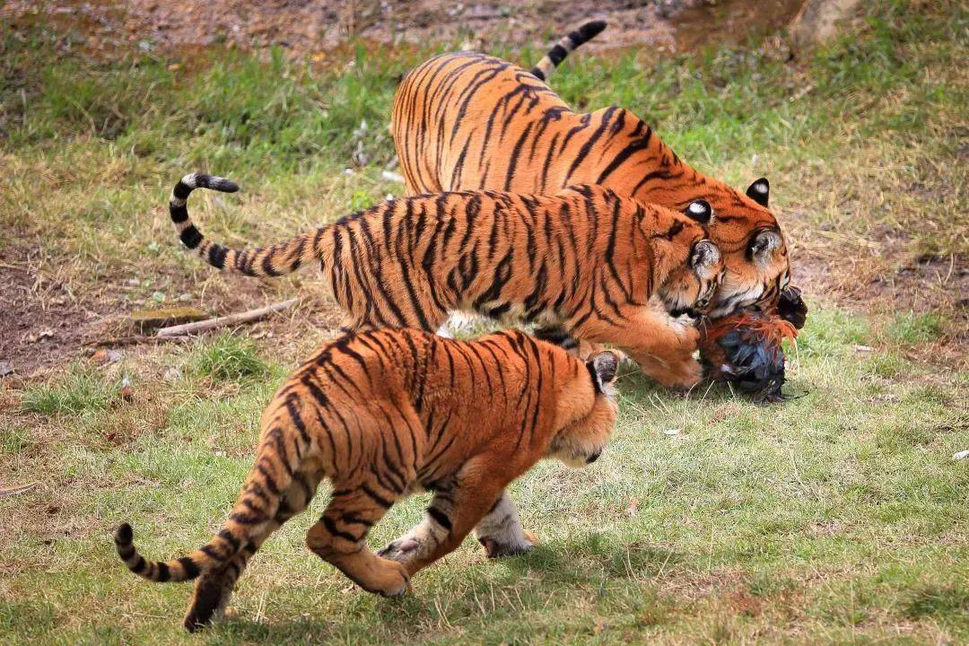 虎年看虎→春节来梅花山虎园感受华南虎的威风霸气!_古田_景区_惠民
