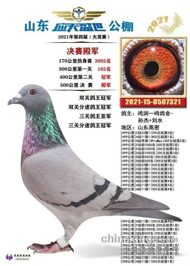 齐鲁好汉有好鸽来瞧瞧秋季公棚这些冠军鸽王