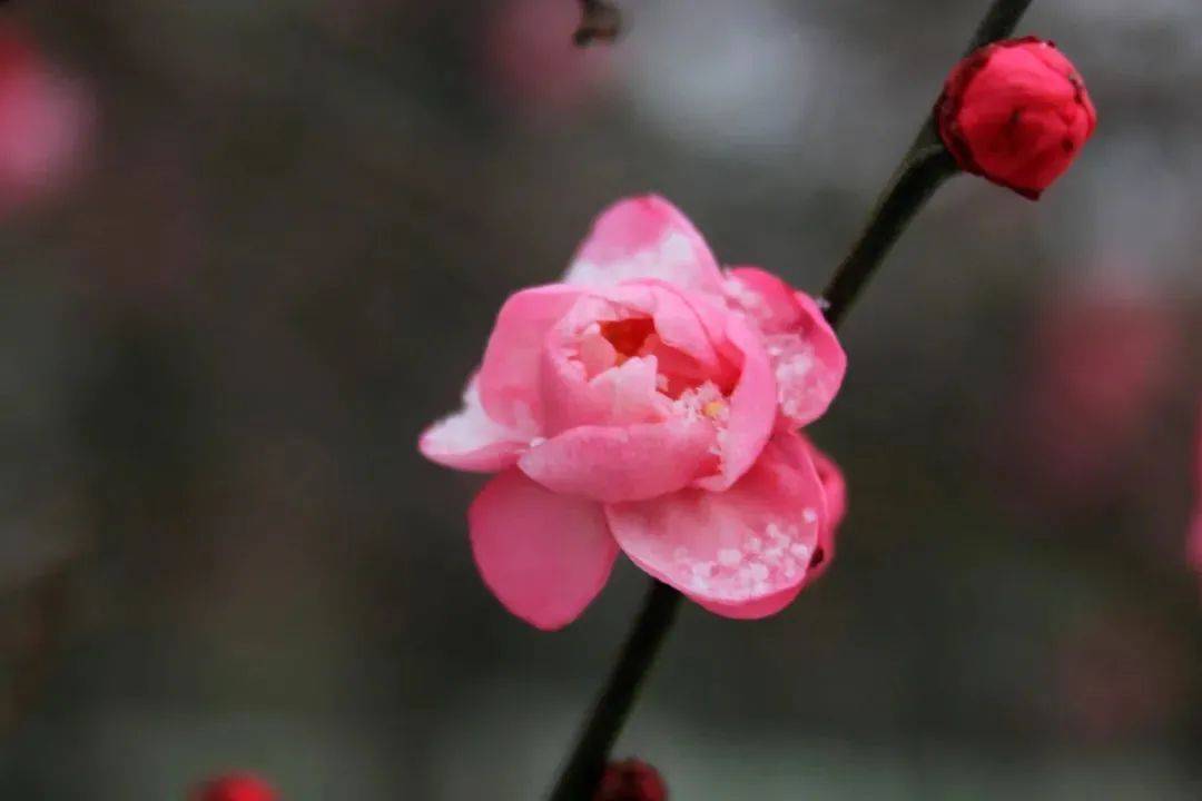 河南人|@河南人，就地过年也很“香”，留郑过年攻略来了~