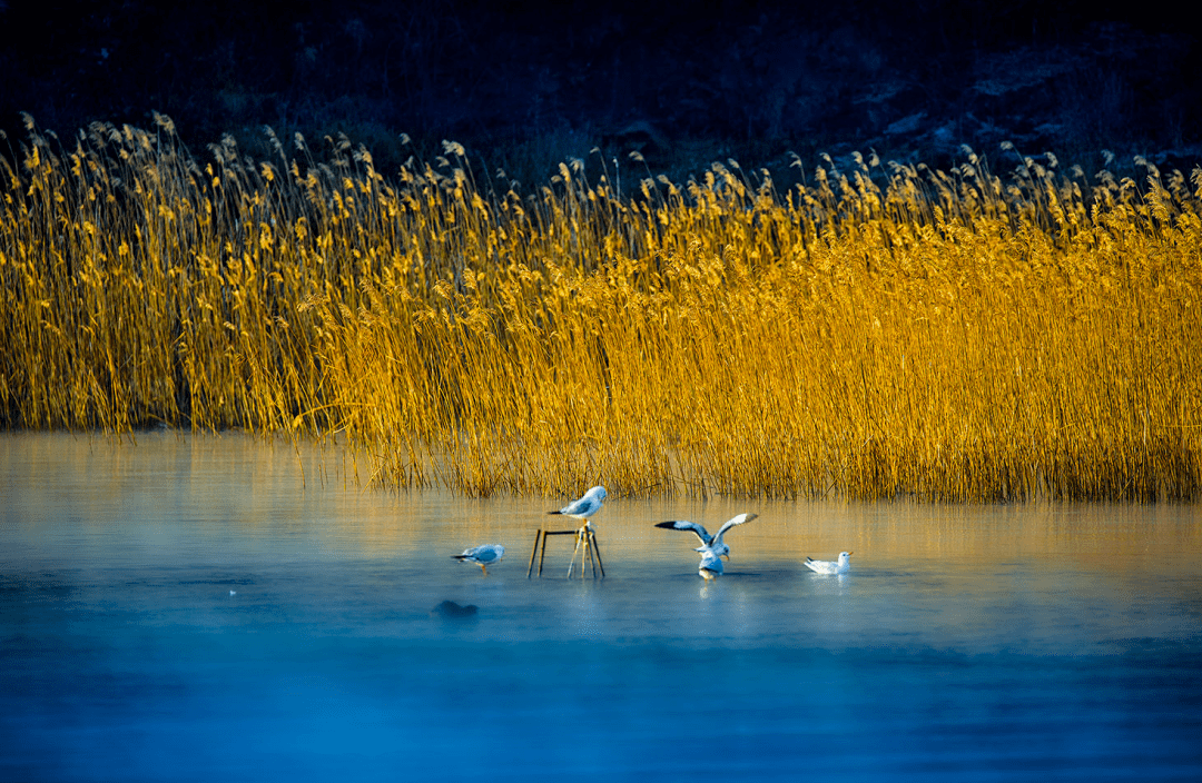 打鸟如何拍出清晰的飞鸟照片