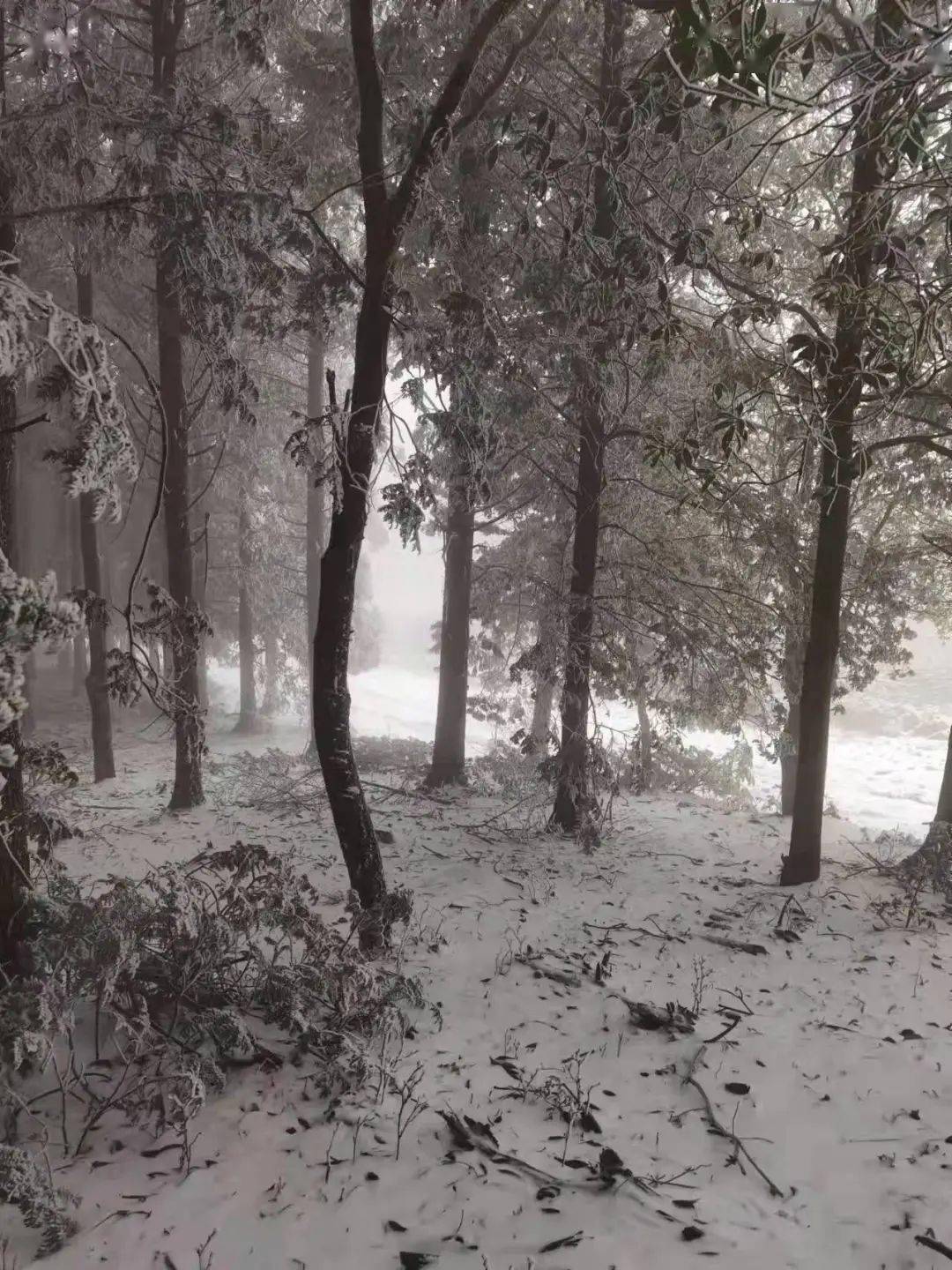 临海羊岩山雪景图片