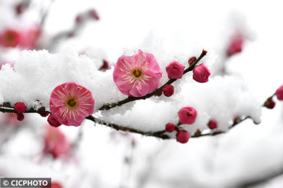 许昌|腊雪寻梅觅春色