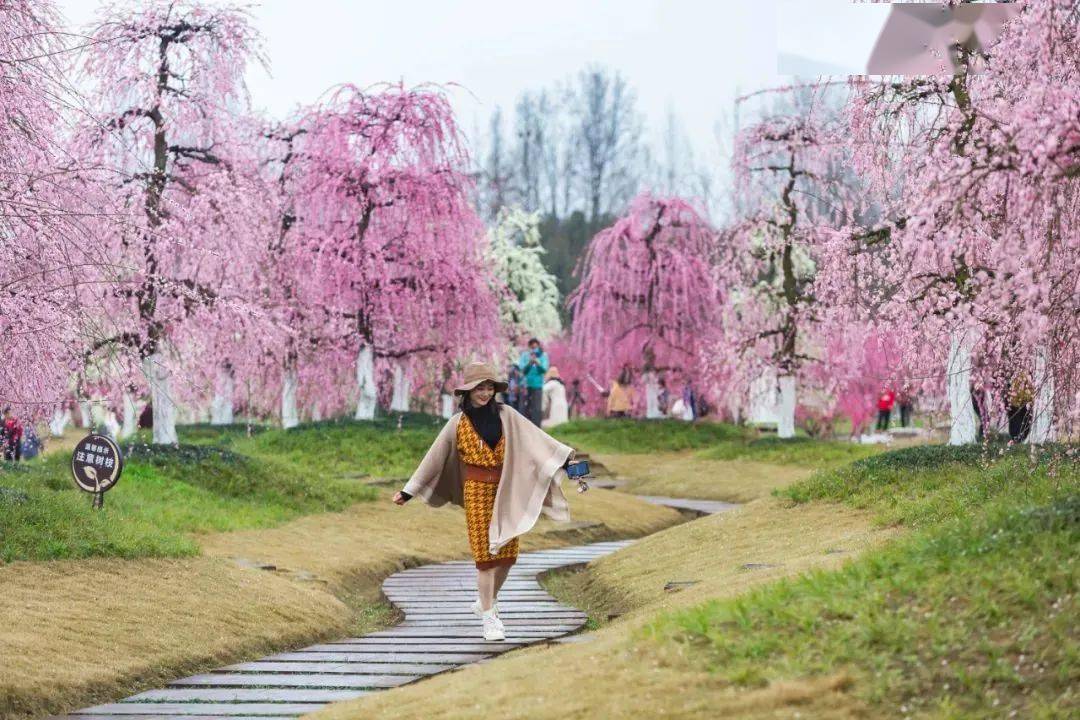 春节赏花哪里去成都这些地方的花儿静悄悄地开啦