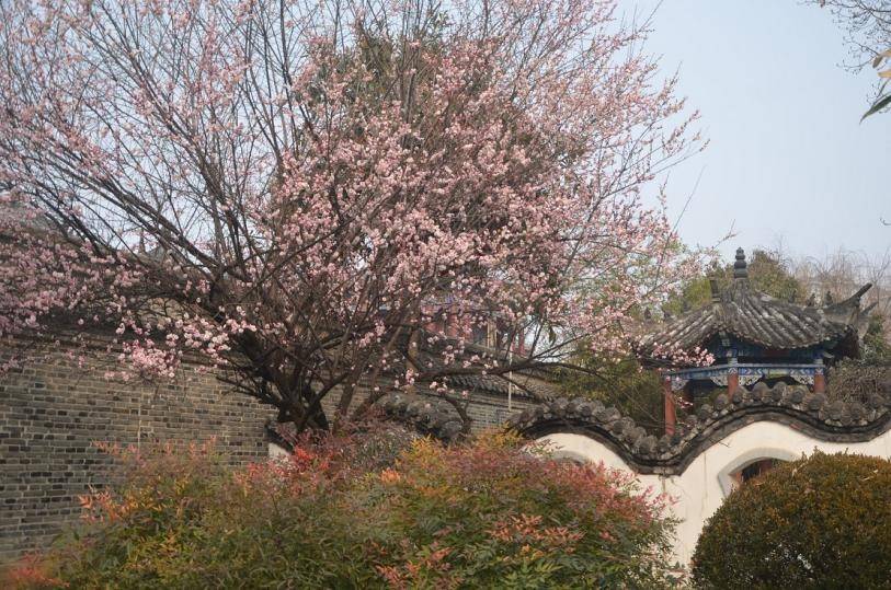 河南内乡：邂逅最美冬日 县衙风景独好