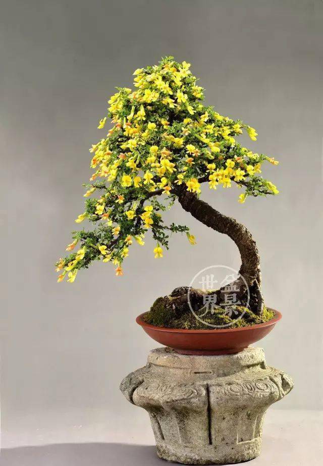 金雀为盆景"四大家"之首,豆科锦鸡儿属落叶灌木,由于其花形如飞雀
