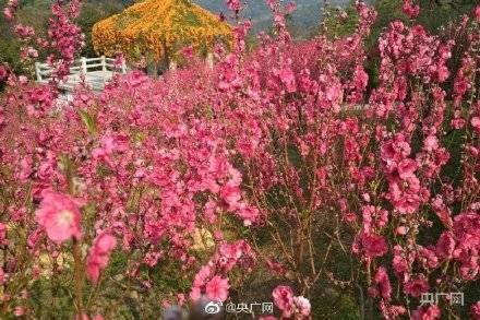 云台花园|赏花啦！广州大片花海呈现繁花盛景