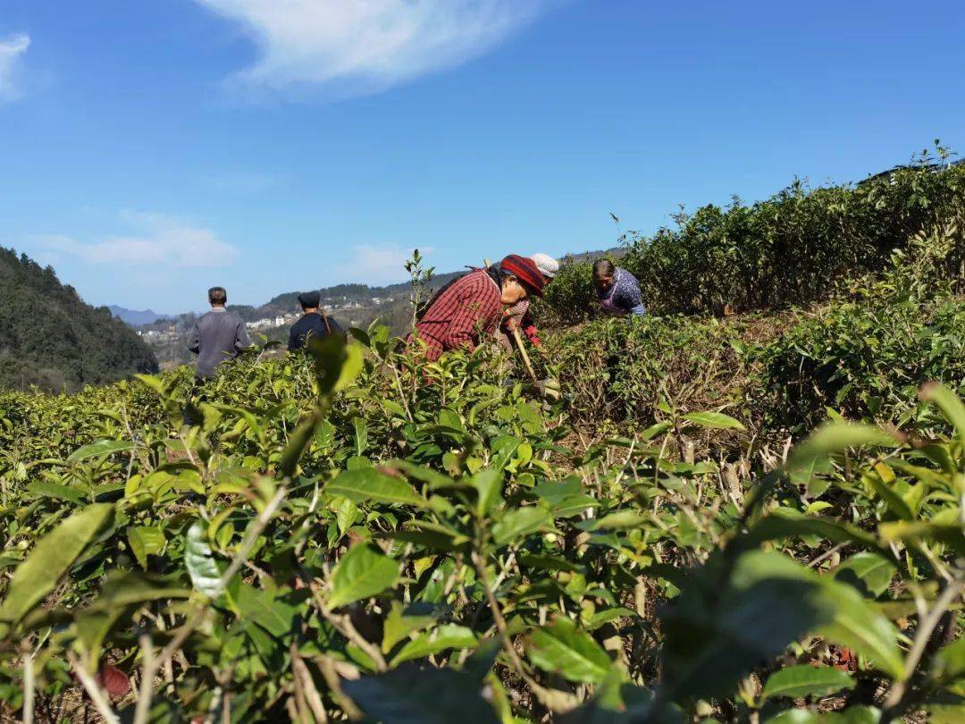 新春走基層分水鎮三星村為盼來年茶飄香茶園冬日管護忙