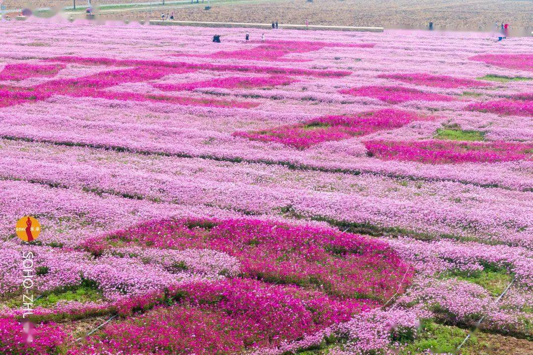 珠海格桑花海图片