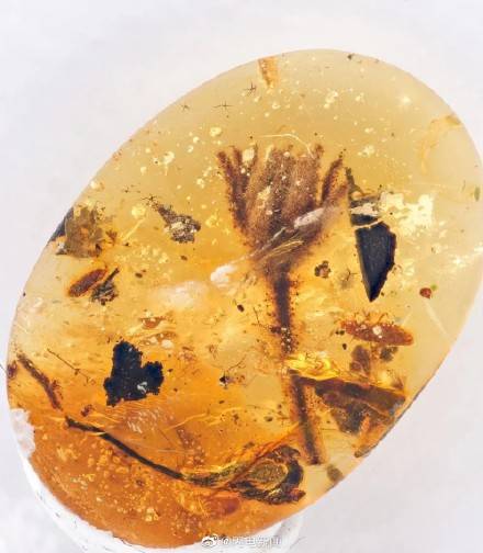 琥珀中首次发现最古老完整花朵