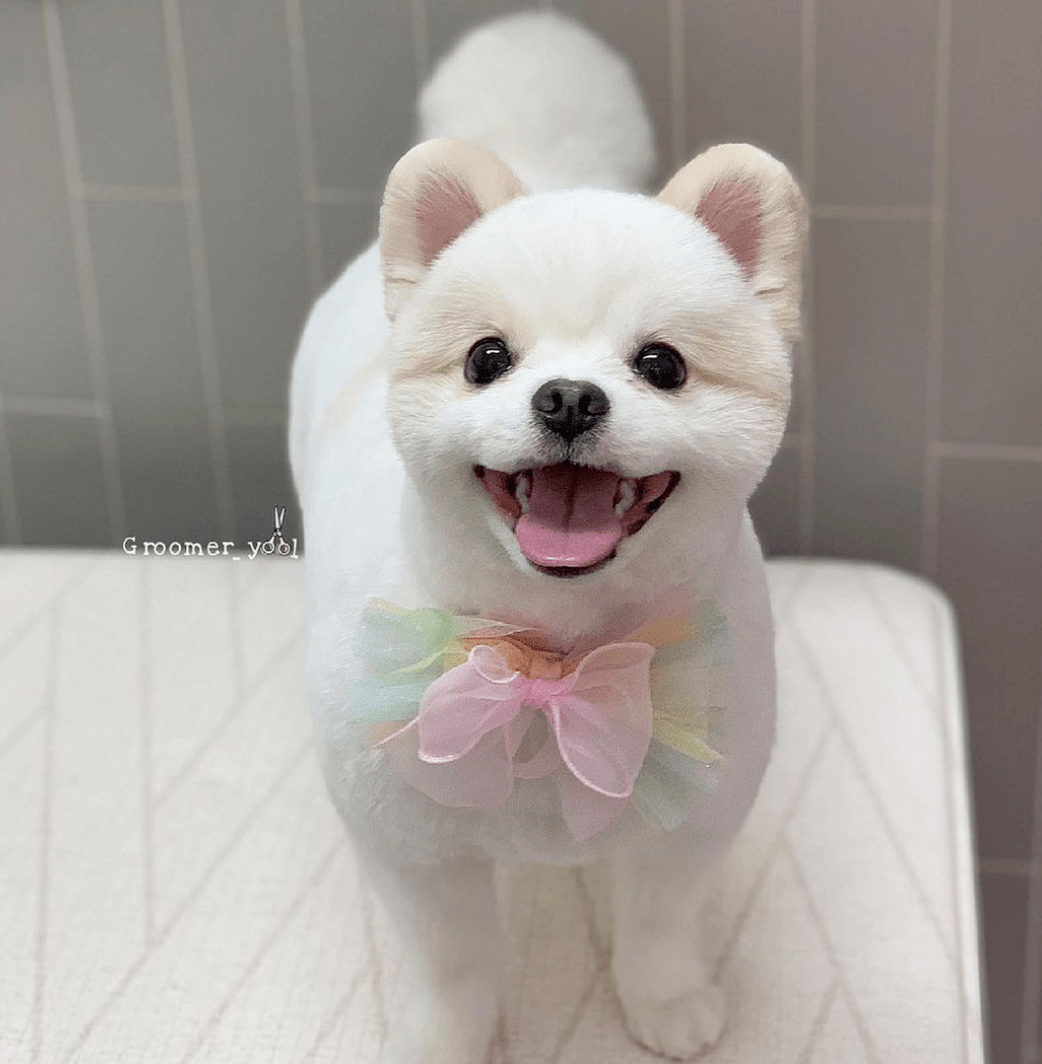 美容师给狗狗剪出一对米奇耳网友被可爱哭这耳朵是真实的吗