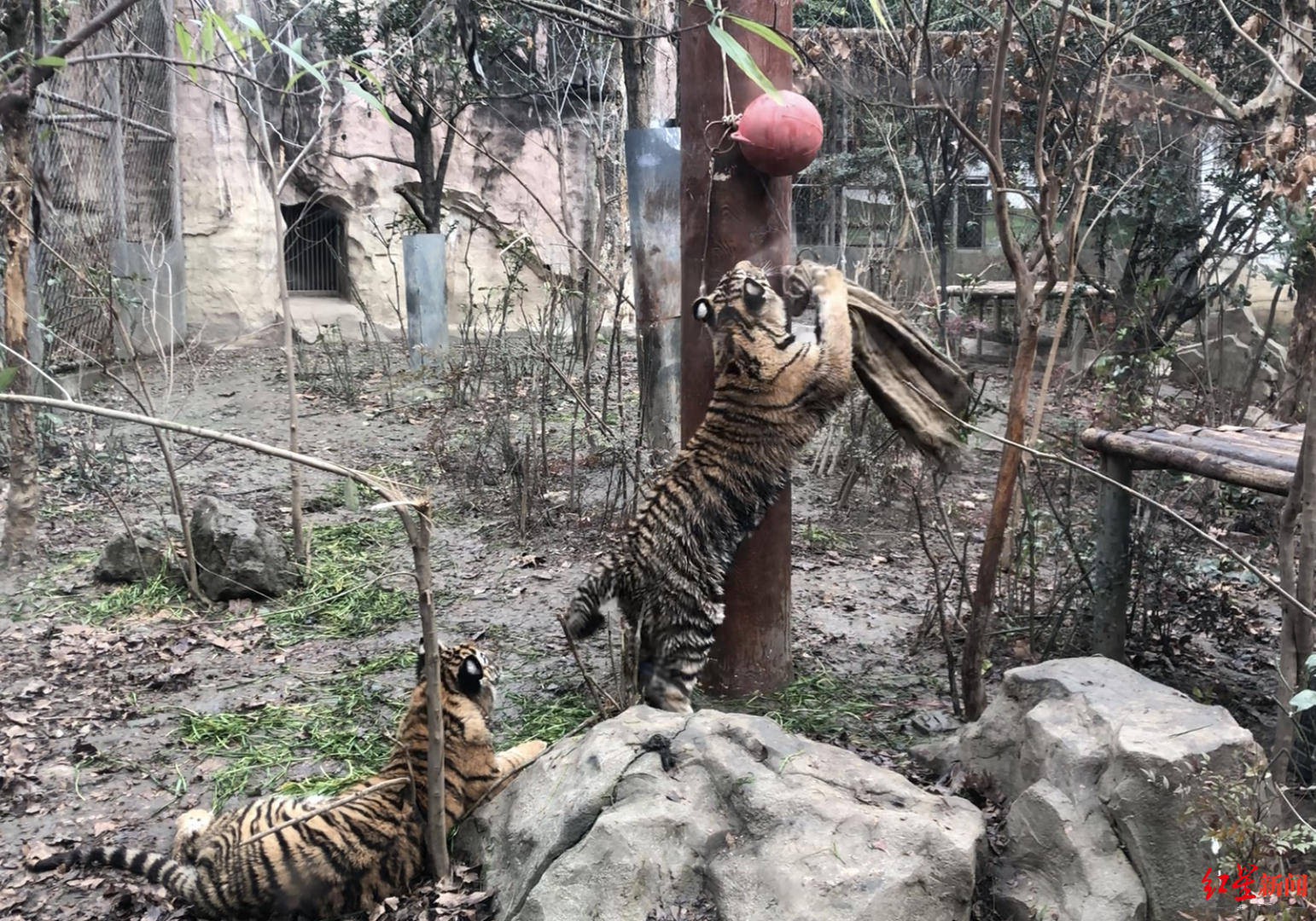 成都动物园"虎妈"养成记:养育四女三子,产子后两周不挪窝_邓庆波_老虎