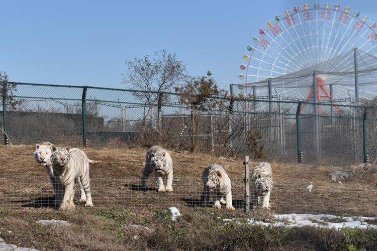 帶你走進濟南野生動物世界和動物們一起過大年