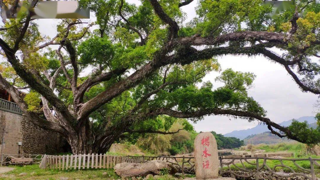 連線成帶發展後,梧桐鎮招引鄉賢在大樟溪畔的