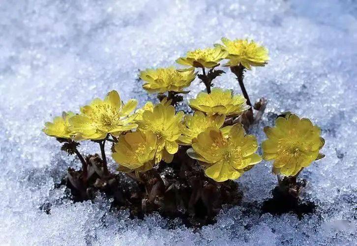 冬奥会冰雪花图片