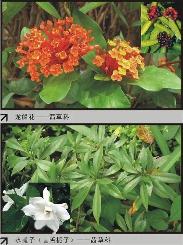 60种常见花卉植物品种识别,干货满满~_院子_交流_社群