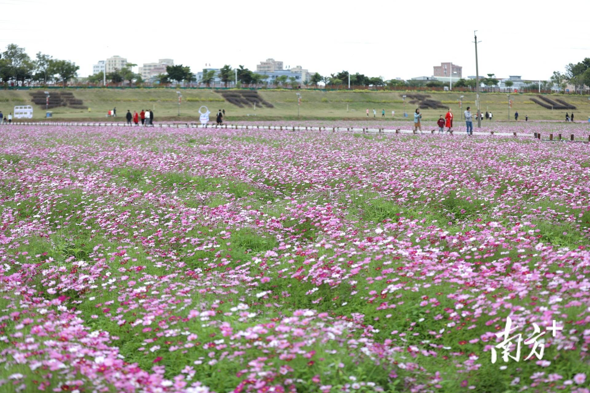 在莞过年花海迎春茶山上元稻田公园250亩花海艳丽绽放