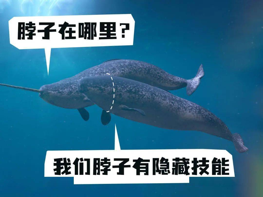 只是更肉乎乎一点反而怎么都更像海豚啊牙好像也没关系外形和独角鲸没