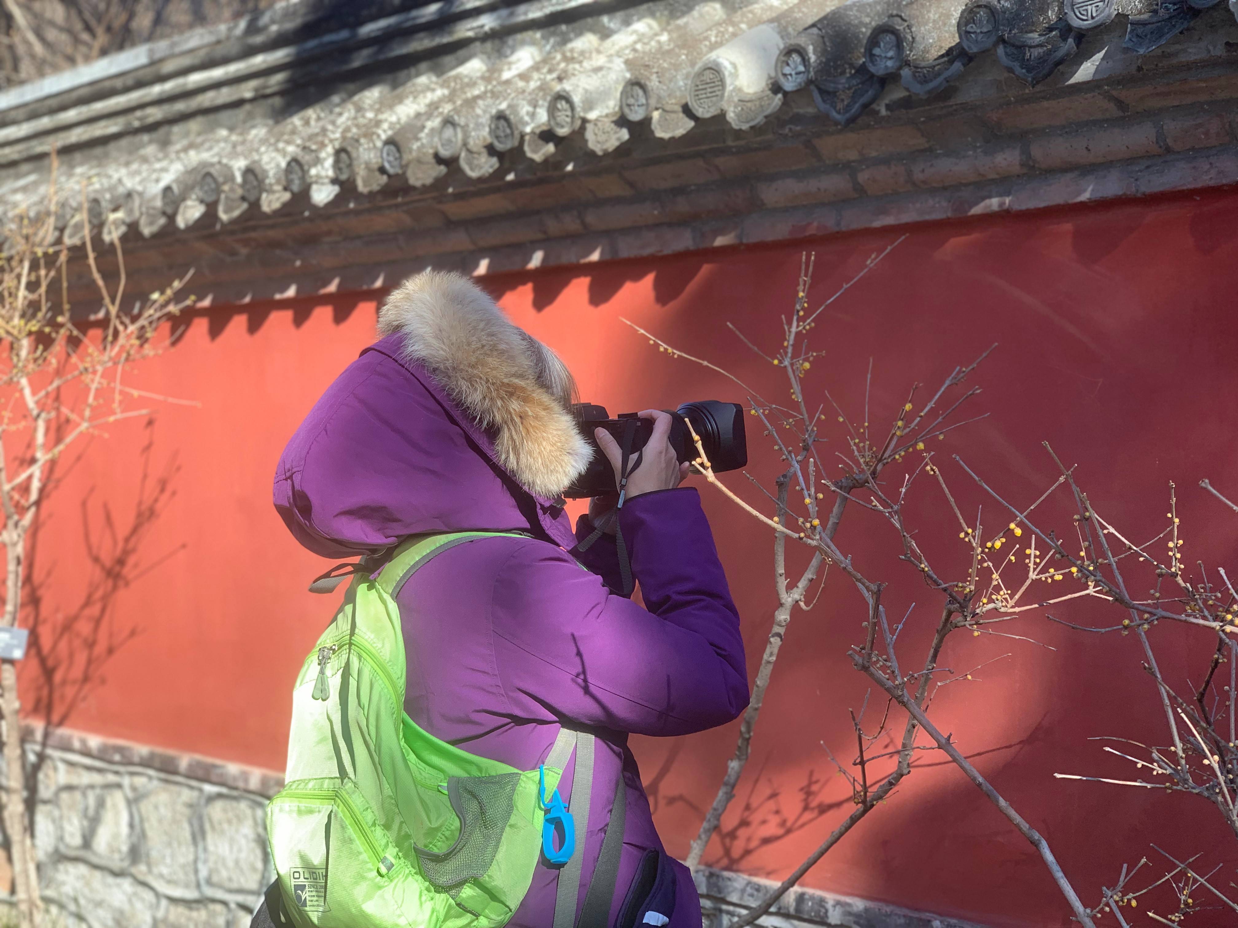 边拍|红墙灰瓦蜡梅黄！北京植物园成摄影发烧友打卡胜地
