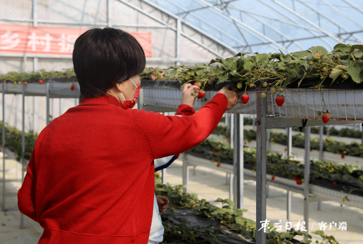 草莓正当时 春节采摘忙