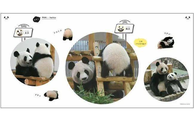 日本人拍了组熊猫屁屁写真,网友:这我能看一辈子_旦旦_神户市_动物园