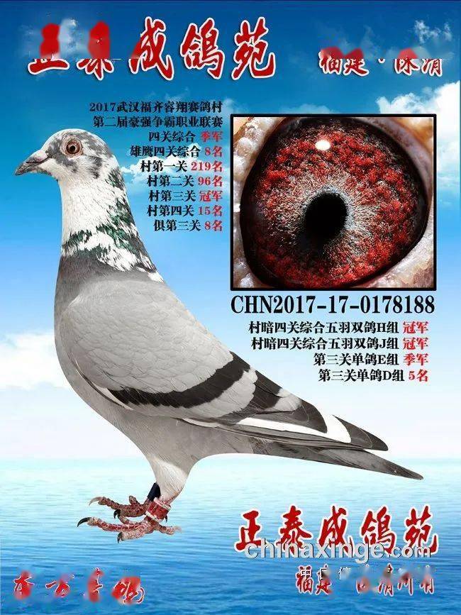 正泰成鸽苑 老字号放光芒——福建名家陈清随记_鸽子_种鸽_东方