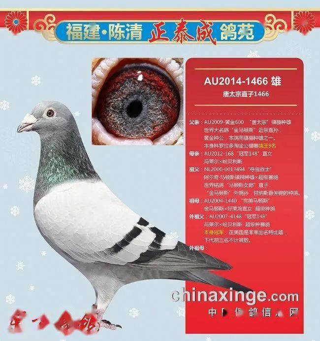 正泰成鸽苑 老字号放光芒——福建名家陈清随记_鸽子_种鸽_东方