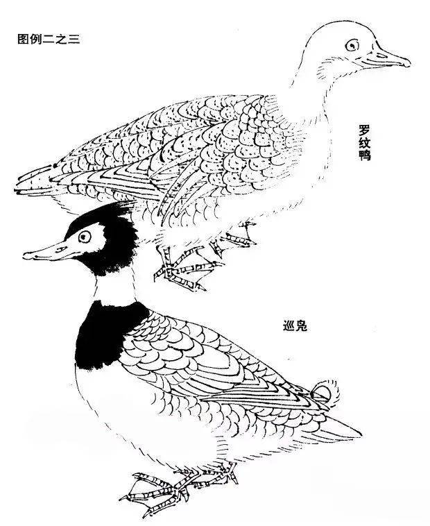 图文教程怎样画鸭