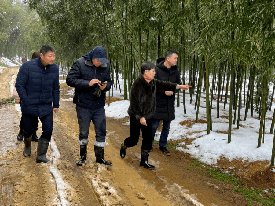 抗击冰雪在行动67区农业农村局积极指导雪后农林畜牧业生产