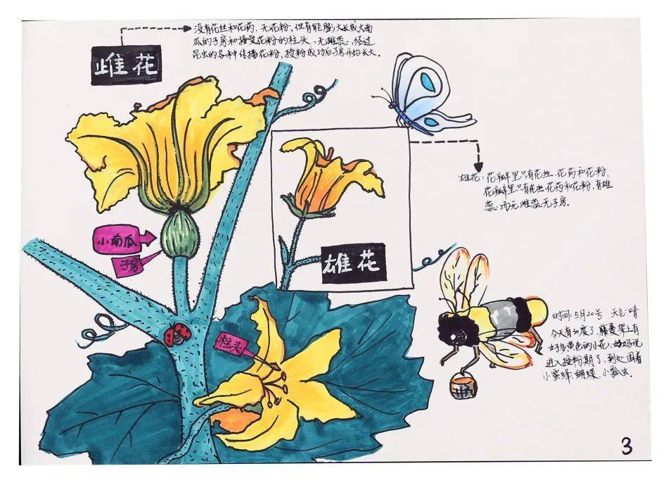 在線作品展示自然筆記欣賞no18