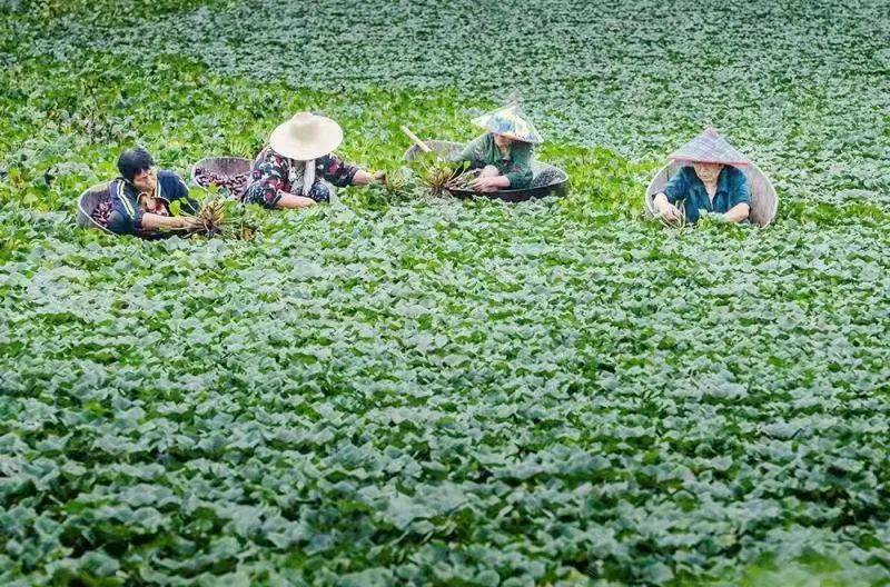 芜湖这个小村的村歌唱上了春晚！